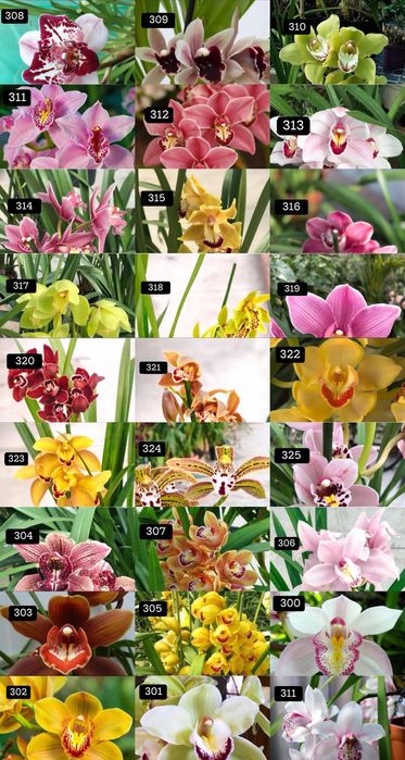 PACK 4  orquideas 35€ ou 8+1 oferta 59€ com 2–4 bolbos cada (envio grátis)