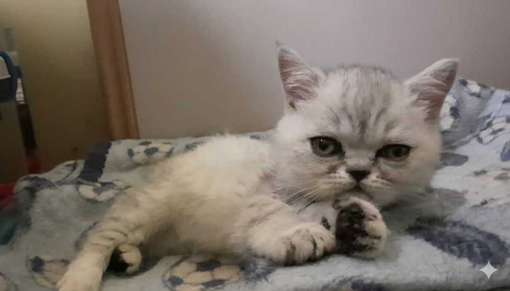 Чудовий хлопчик Екзот