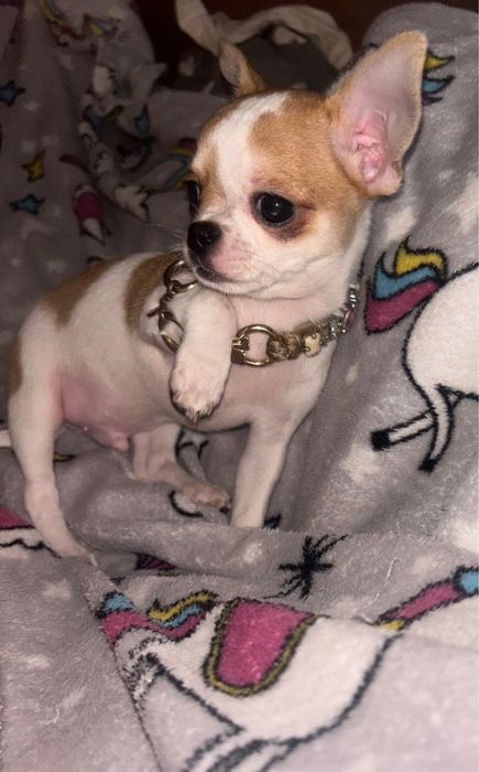 Cudowny piesek! Gotowy !!!