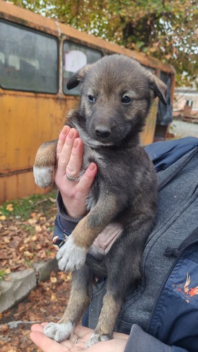 Подарю щенков, есть выбор