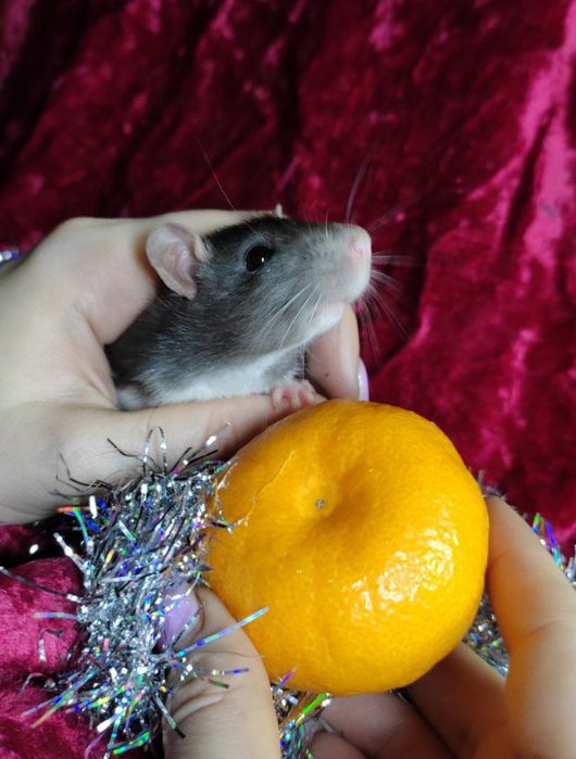 Крыски  , хороший подарок на праздники