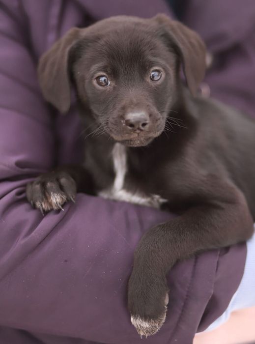 Wesołe, rozbiegane maluchy szukają kochających domów