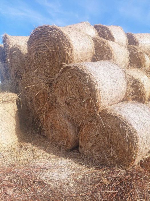 Bele z trzciny do ścielenia (nie słoma siano) 120x120