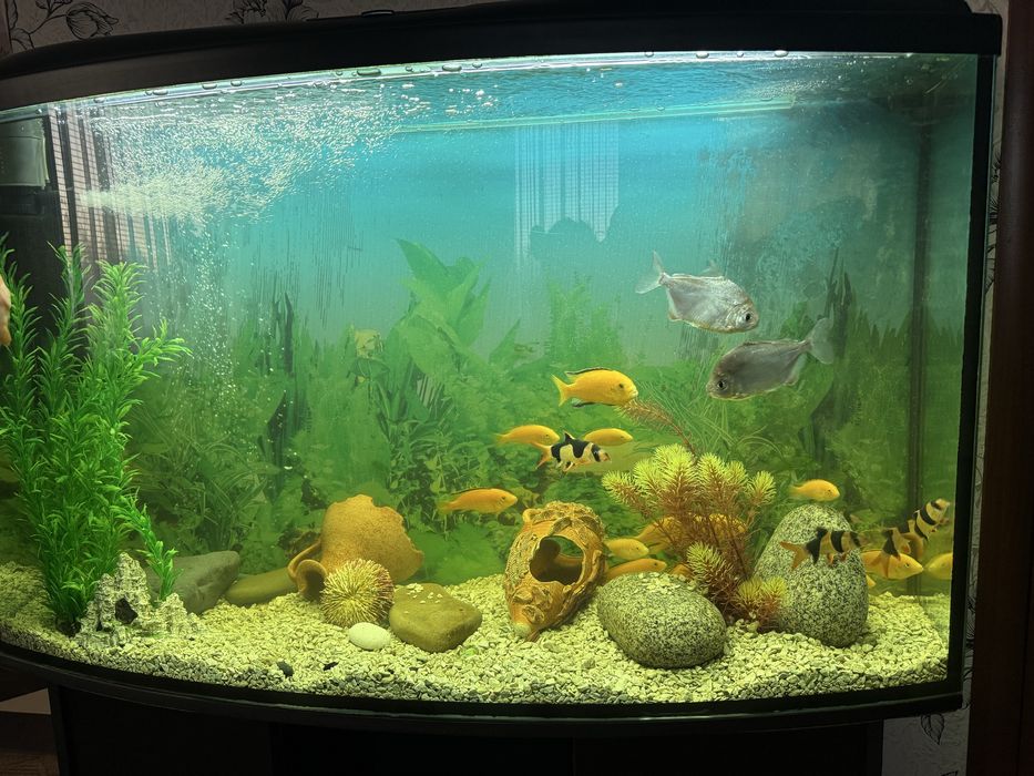 Продам акваріум з рибками
