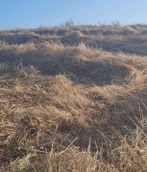 Feno de azevem semeado