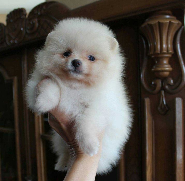 Гарнюні білого кремового, абрикосових окрасів Померанські Шпіци.