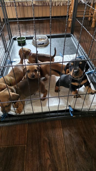 Такса маленька радість