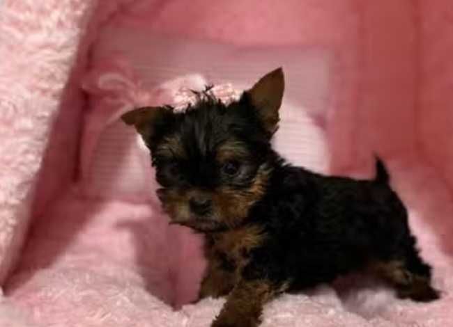 Yorkshire terriers miniatura