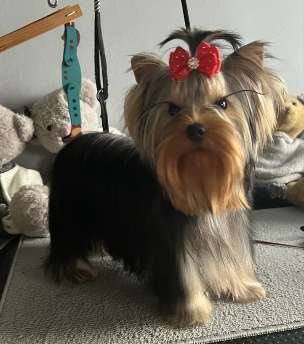 Yorkshire Terrier