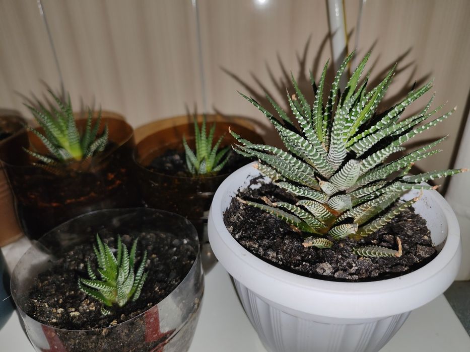 Продам комнатное растение Хавортия