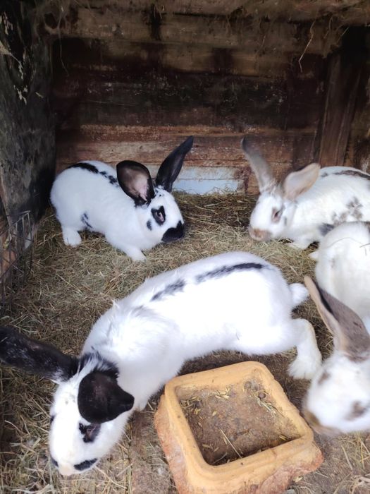 Sprzedam króliki – srokacz niemiecki (samce i samice)