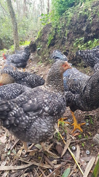 Galos galinhas pedrês portuguesa