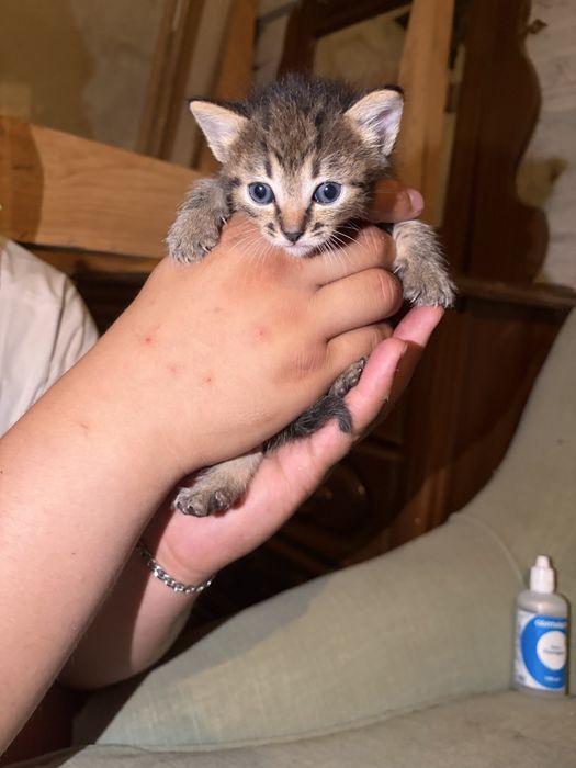 Uma gata a espera de um lar para adoção