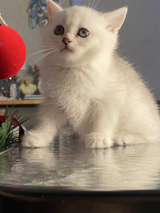 Серебристая шиншилла