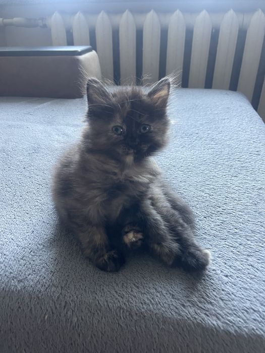 Віддам котик в добрі руки