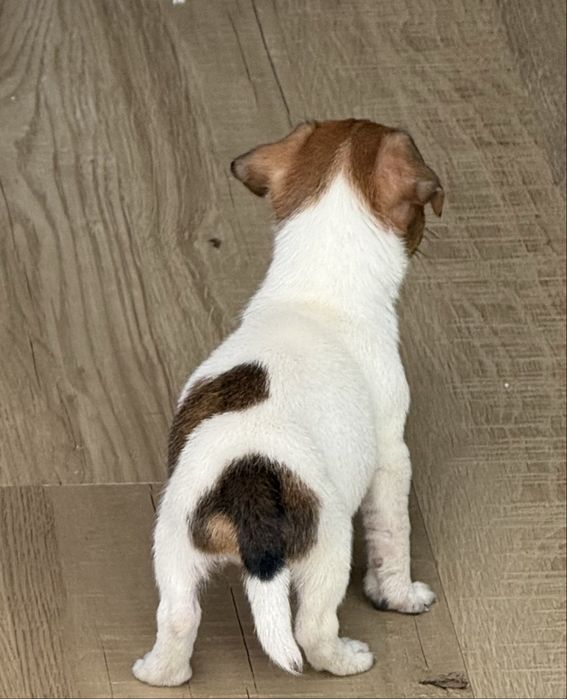 Jack Russel Terrier piesek