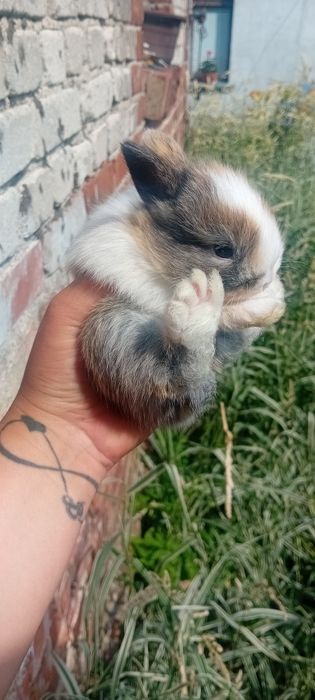 Króliczki miniaturki lwie