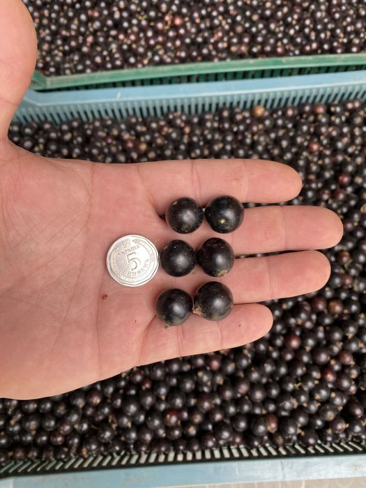 Продаємо на постійній основі ягоди Смородини,Ожини,Малини