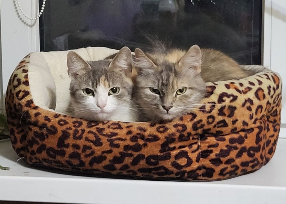 Киці, кицьки віддам у добрі руки