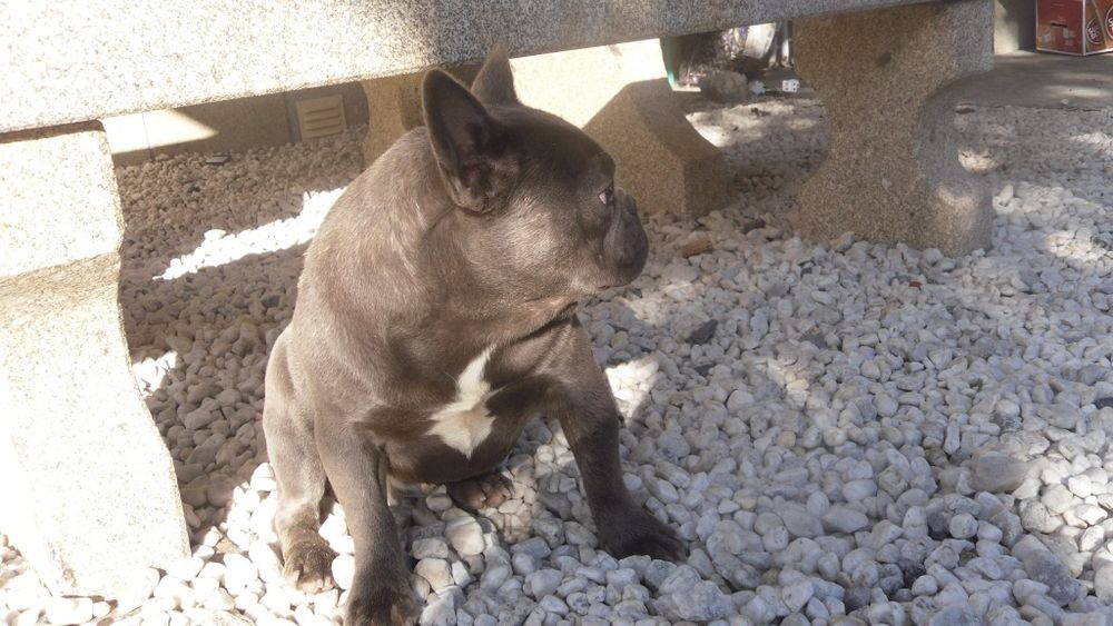 Bulldogue Francês azul macho