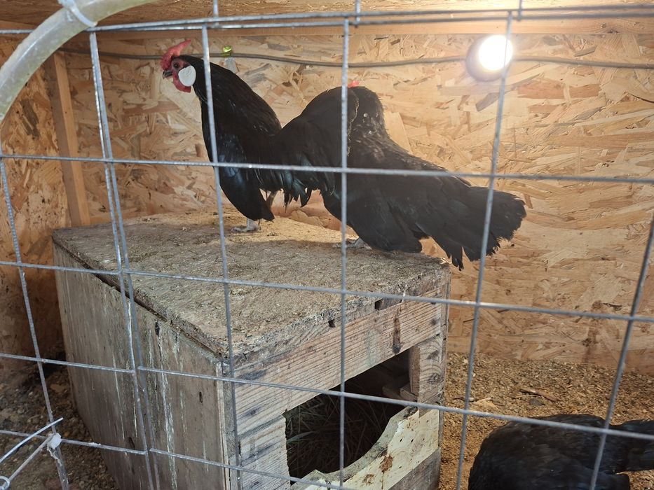 Куры яванская бентамка