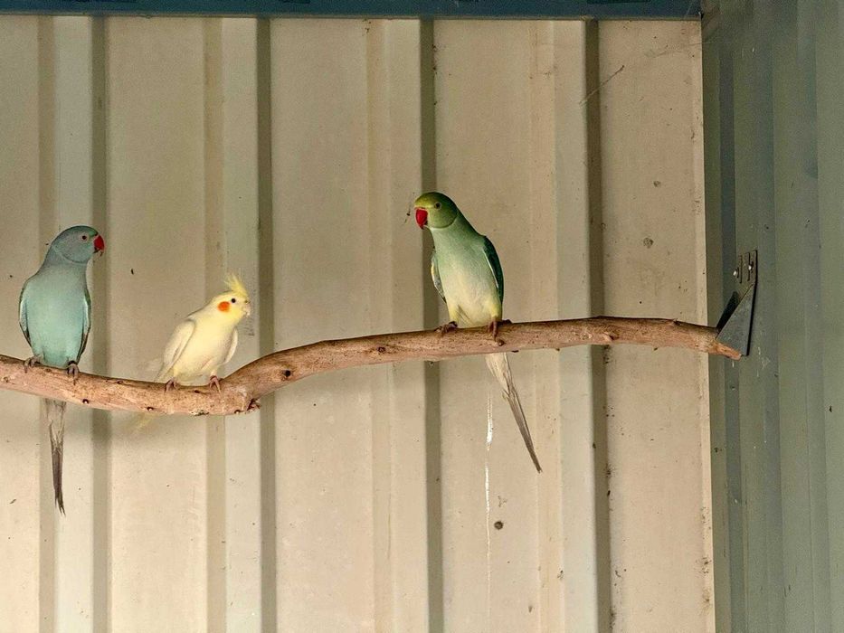 Disponível ringnecks