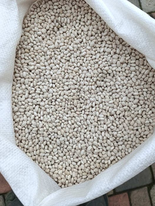 Фасоль Квасоля  біла біла Сорт Нєві бінс