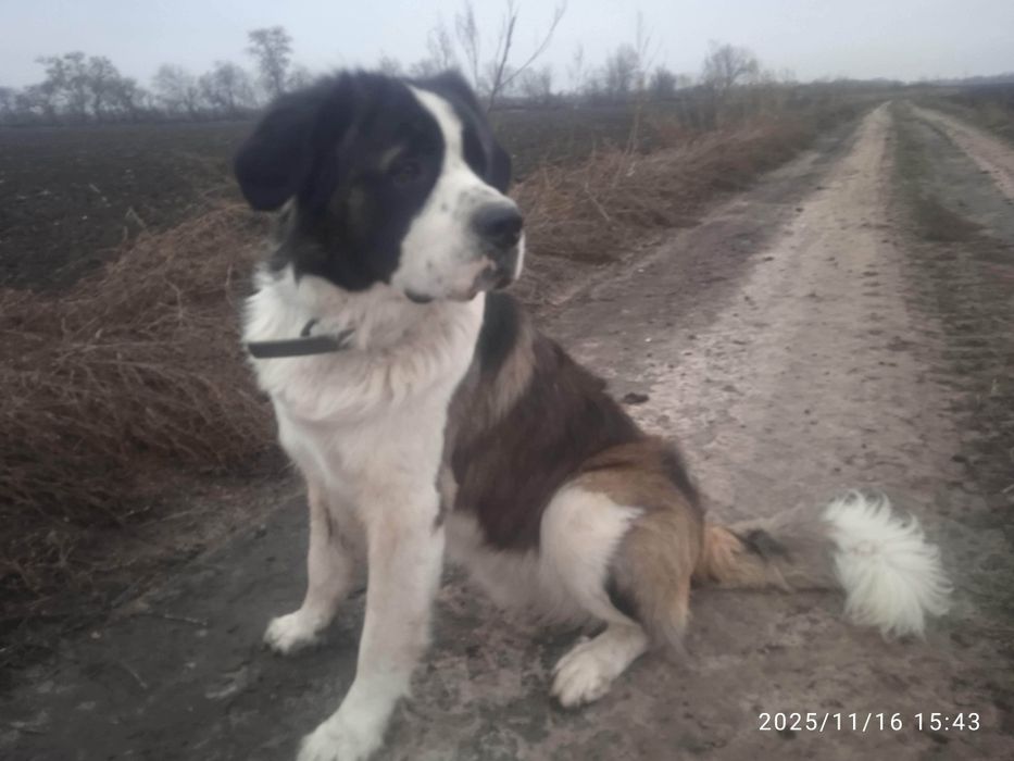 Ищем подругу для вязки