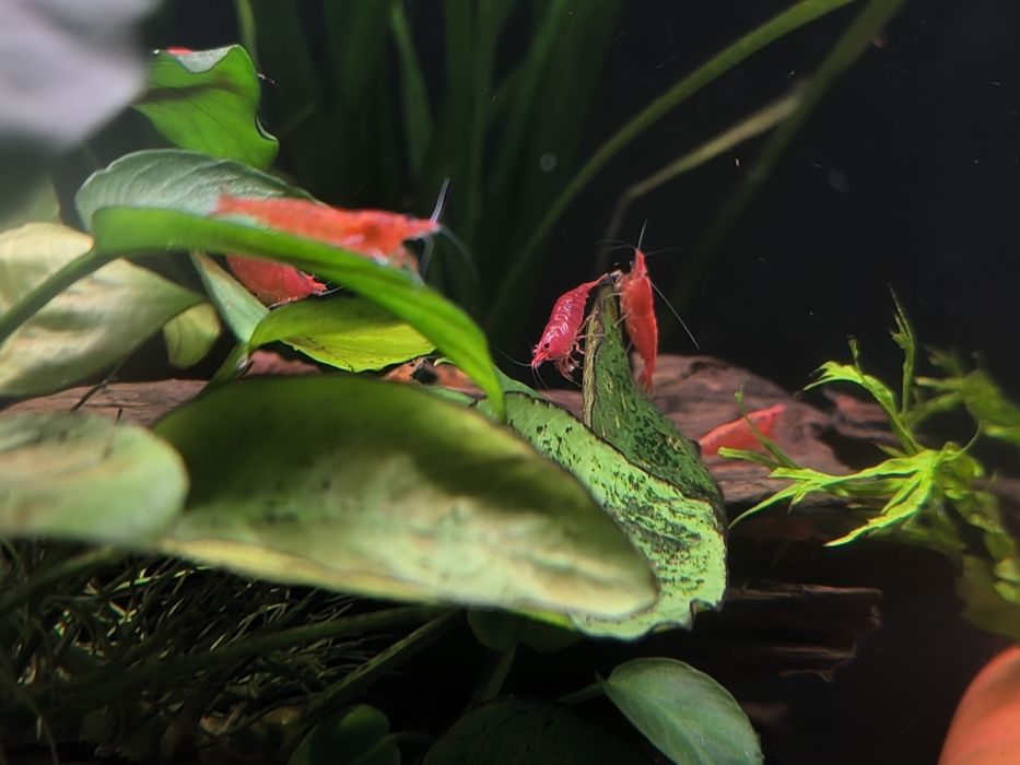 Aquário Camarões red cherry