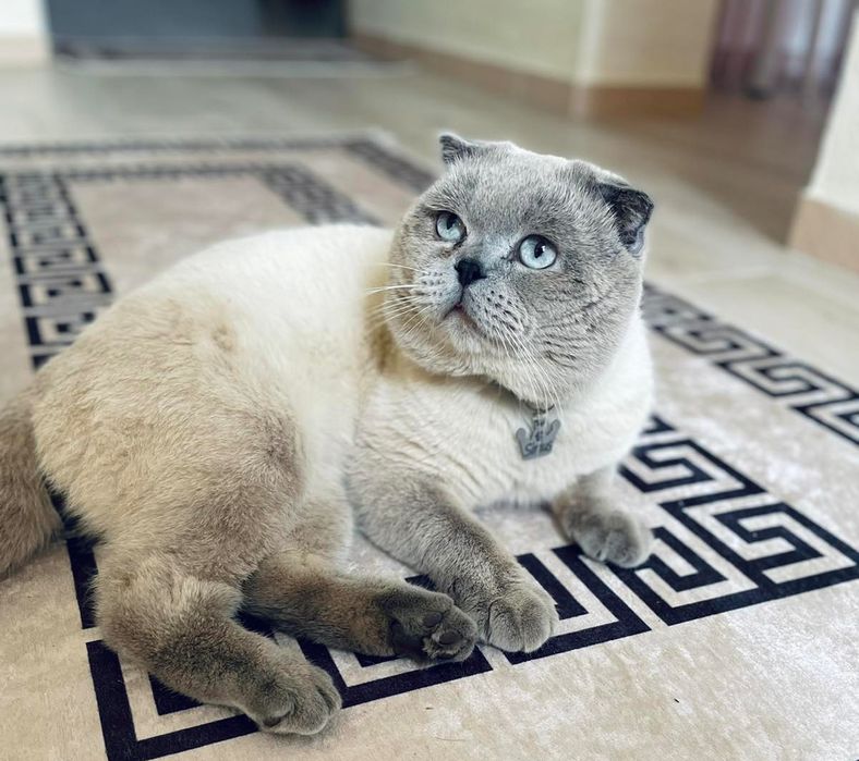 Шотландський, гарний, добрий, дуже лагідний висловухий   кіт на в'язку