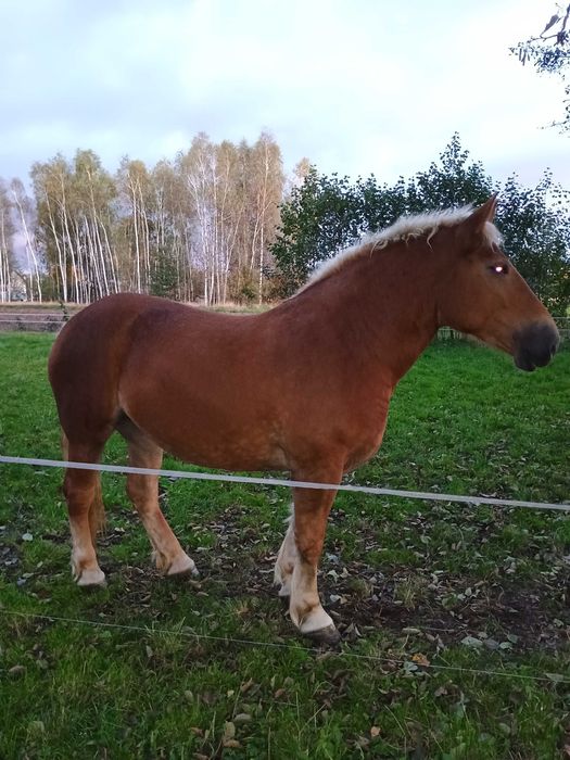 Klacz zimnokrwista źrebna  konie