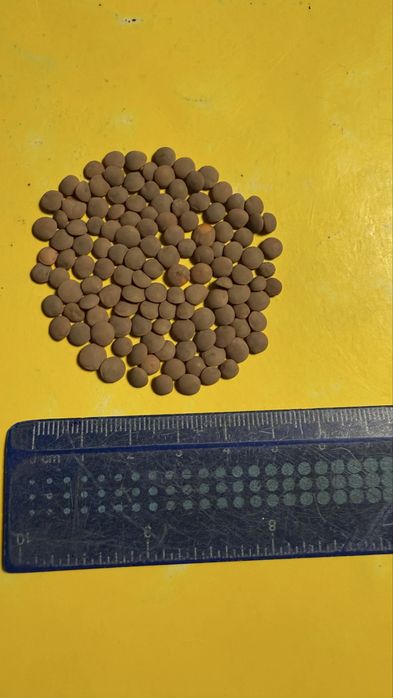 Семена чечевицы красной сорт Максима