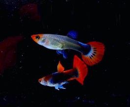 Gupik Tuxedo Koi Pawie Oczko