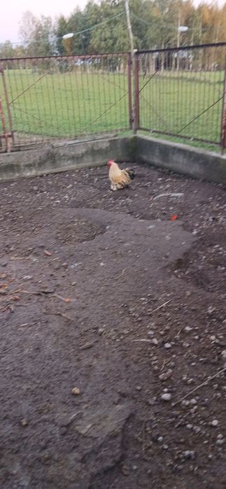 Piękne koguty tegoroczne (kochin miniaturowy, silka, czubatka, nioska)