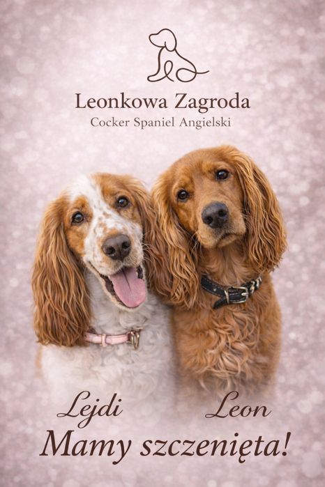 Cocker Spaniel Angielski piesek/suczka