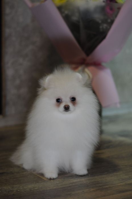 Крутезні ТОП ведмежата