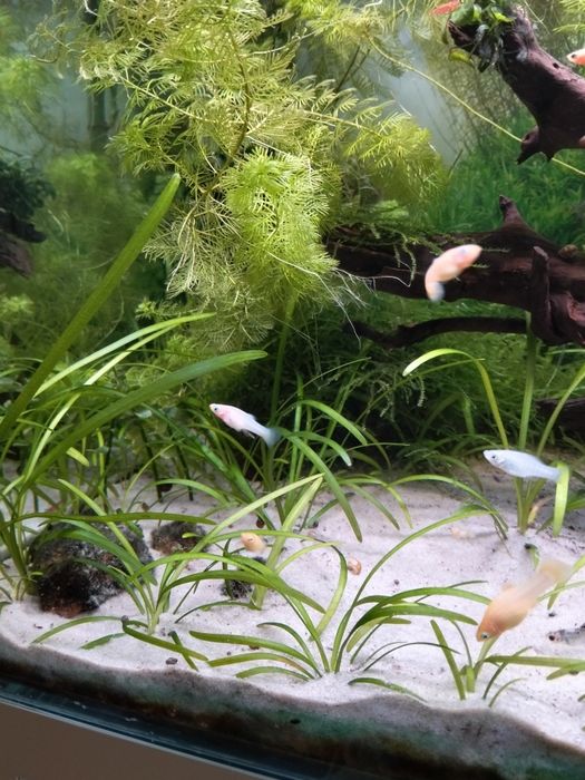 Plantas aquário sagittaria subulata