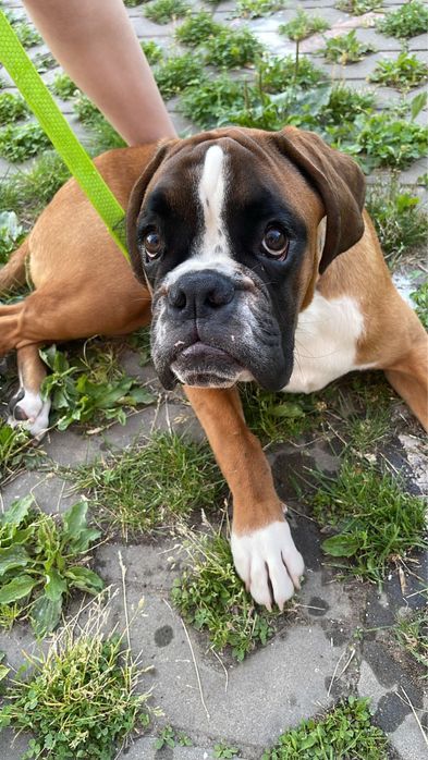 Кінолог . Дресирування собак любої породи