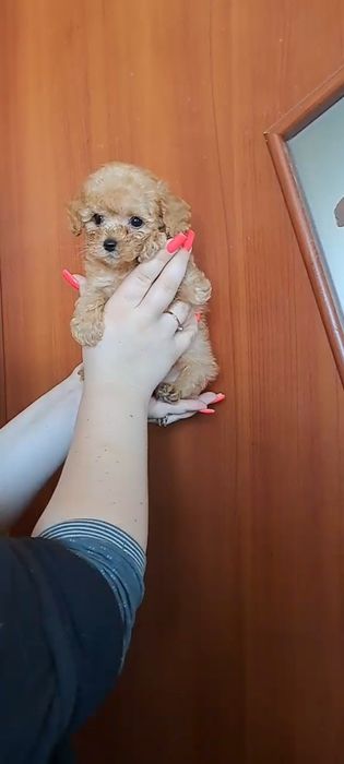 Той пудель мини мальчик