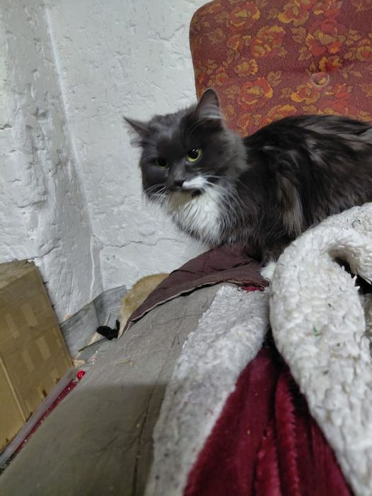 Неймовірна пухнаста леді у "білому жабо". Стерилізована!