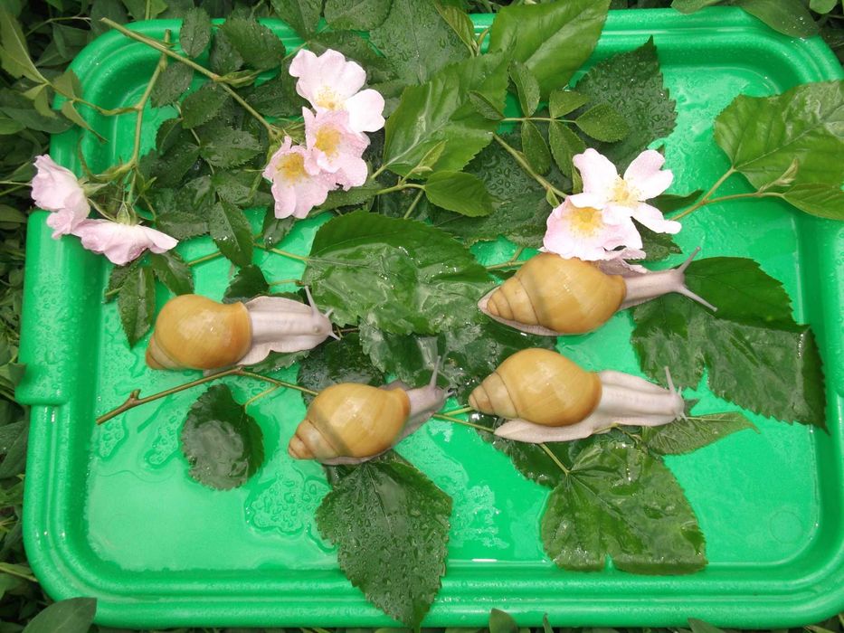 улитки Archachatina marginata (ssp) Ukrainian Silver