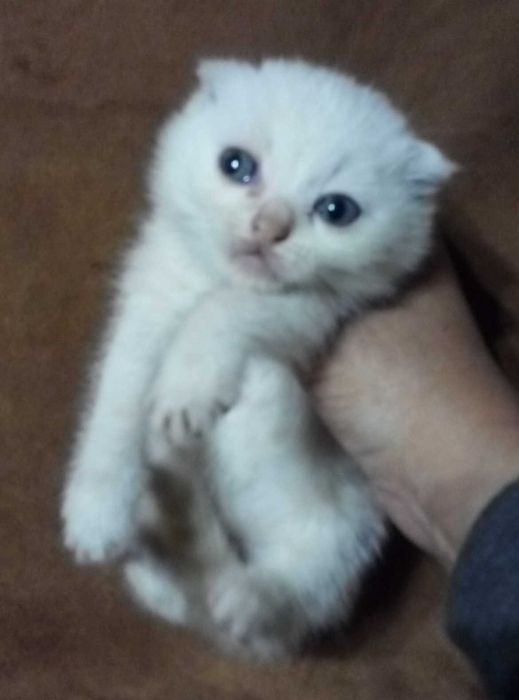Вислоухий котенок Золотой шиншилла