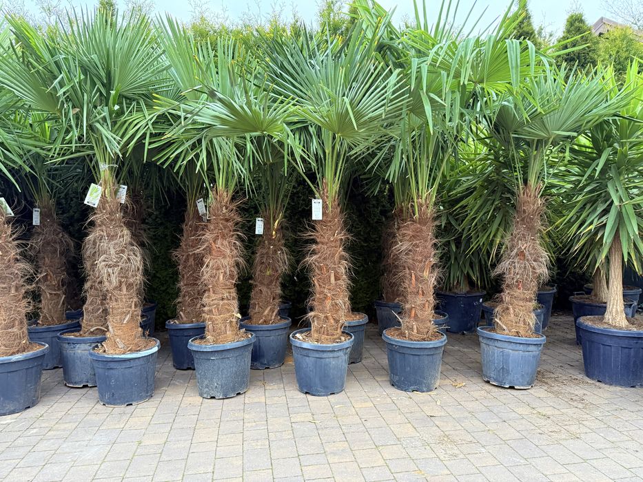 Palma mrozoodporna Trachycarpus fortunei do ogrodu 100-230 cm szorstkowiec