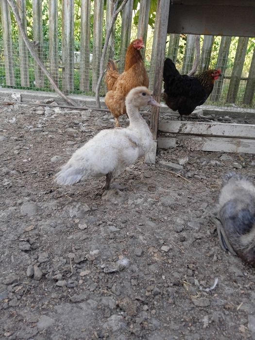 Продам сім'ями або окремо різний молодняк мускусних качок