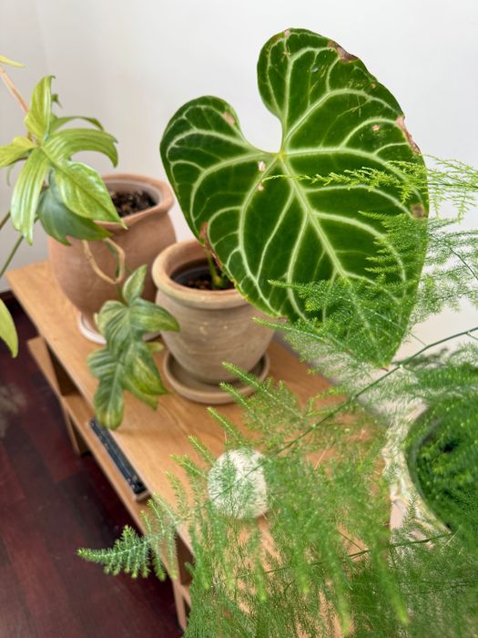 Anthurium Regale - Planta de interior