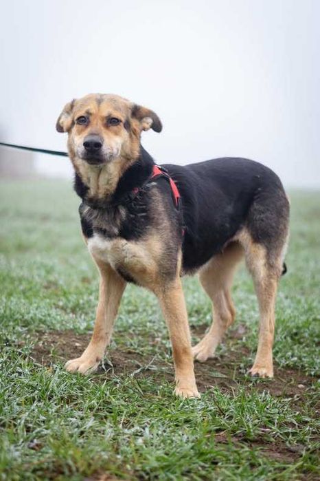 Przyjazna i posłuszna Leona szuka domku