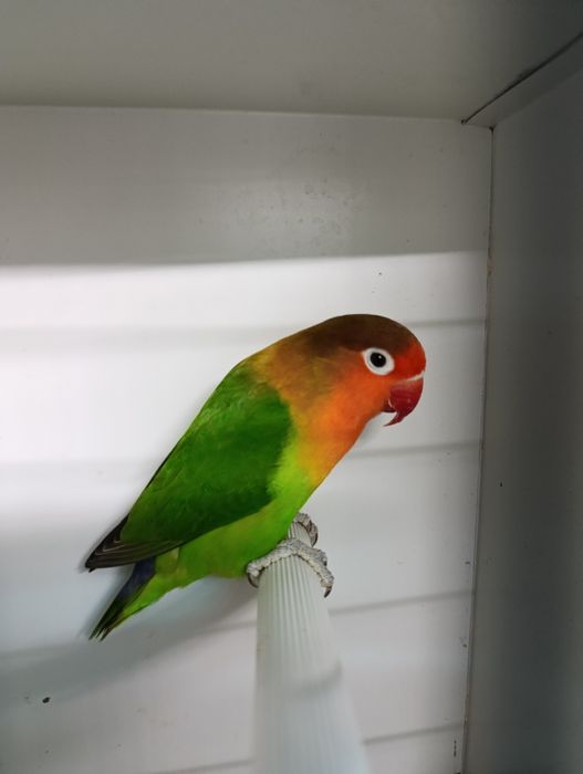 Agapórnis fischeris verde ancestral