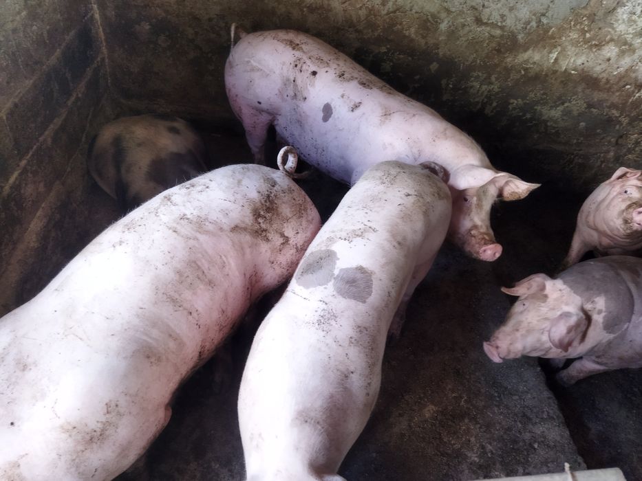 Продам свиней живою вагою