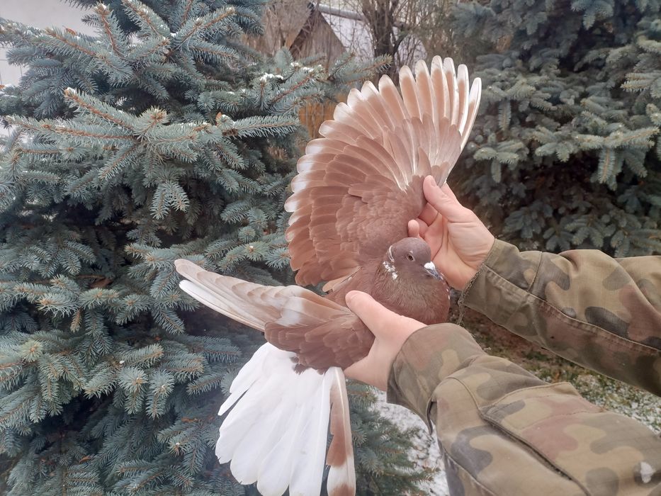 Gołębie mikolajewskie