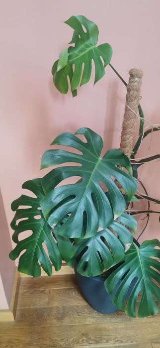 Monstera dziurawa z doniczką wysokość 150cm